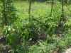 gradina-roditoare-2